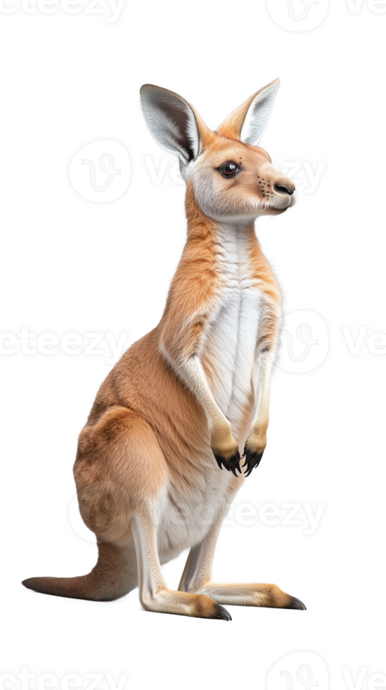 Cute kangaroo standing upright with alert expression on transparent background png