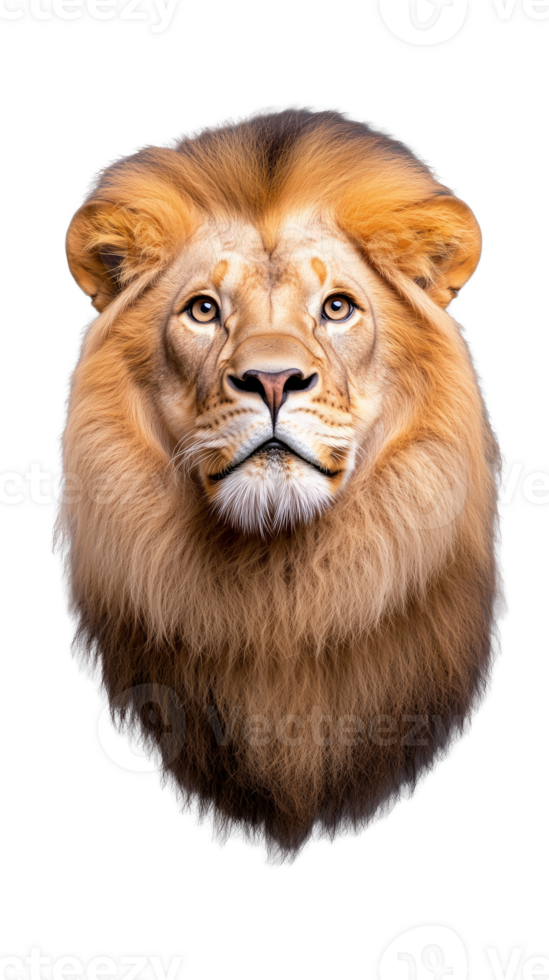 Portrait of a majestic lion with thick mane on transparent background png