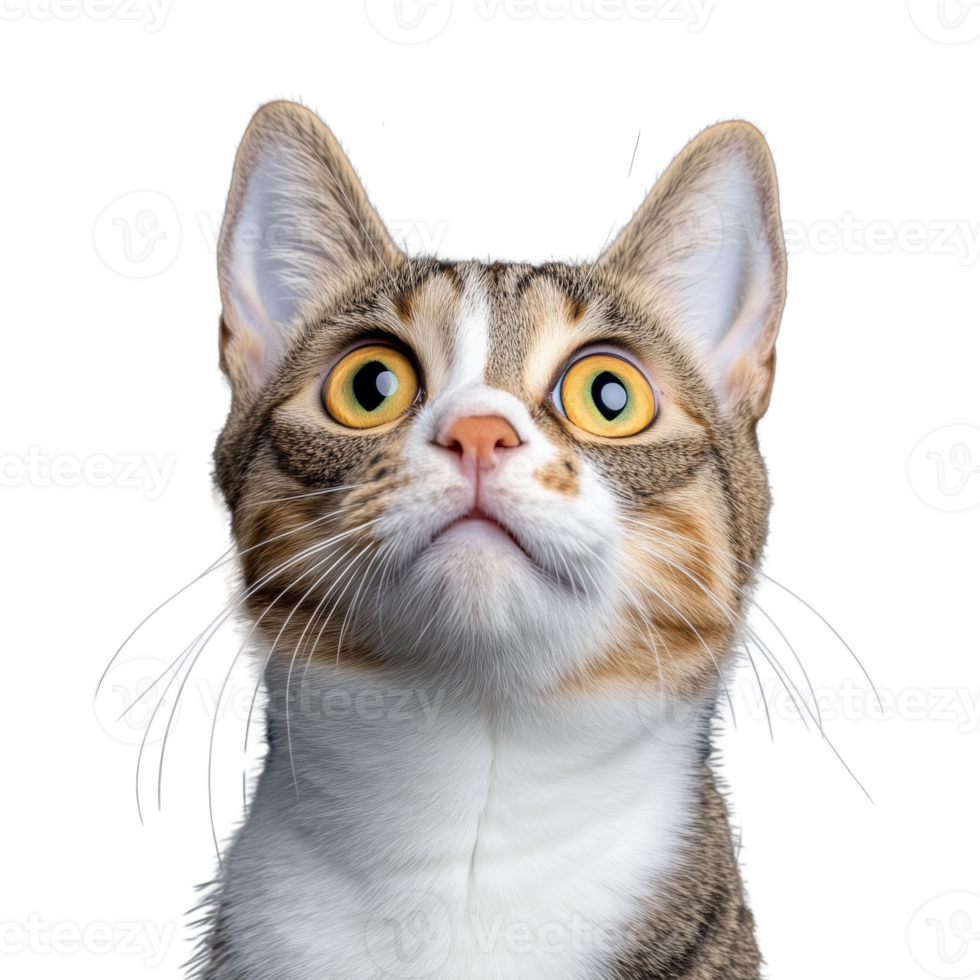 Tabby cat with alert expression looking upwards on transparent background png