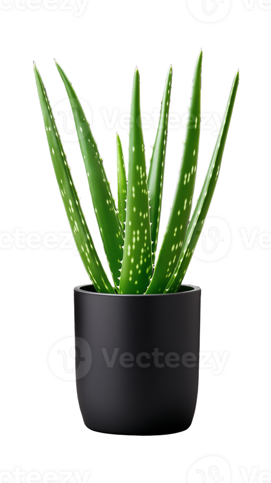 Potted aloe vera plant in black pot on transparent background png