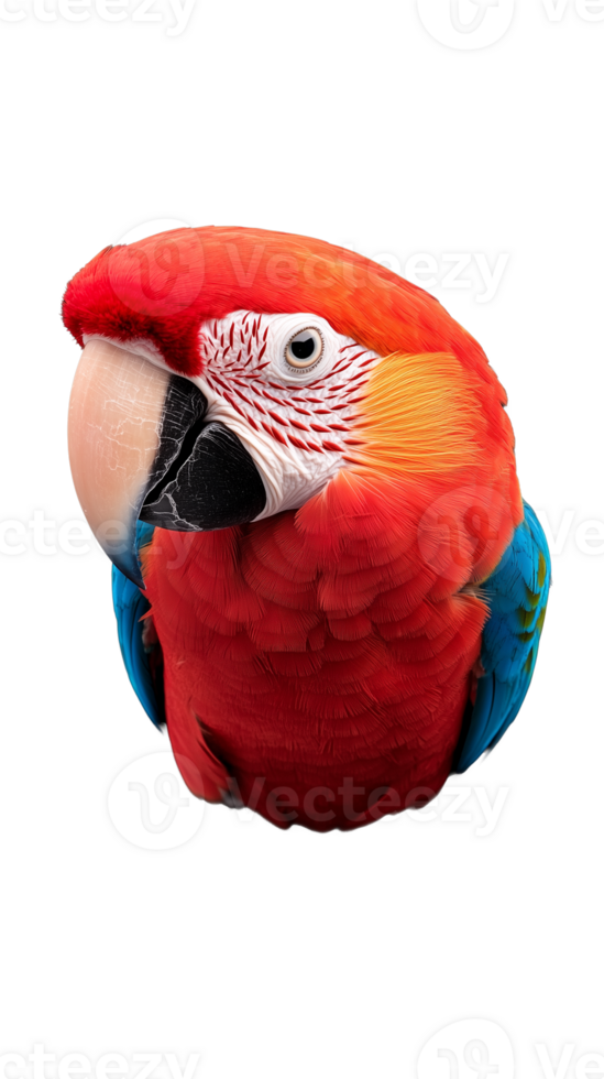 Colorful red, blue, and green parrot head close-up on transparent background png