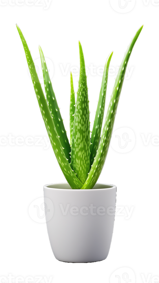 Potted aloe vera plant in white pot on transparent background png