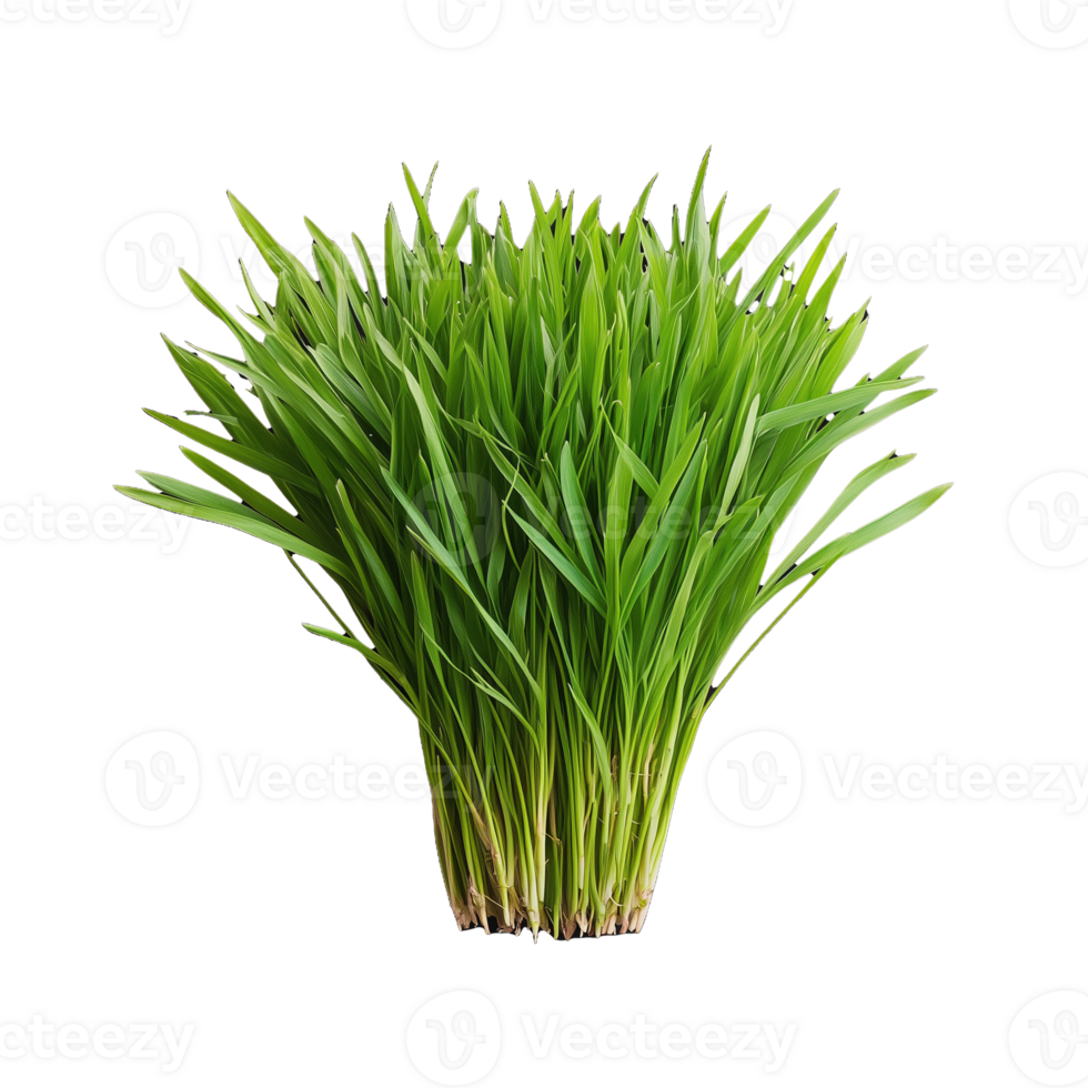 Tall bunch of thick green grass isolated on transparent background png