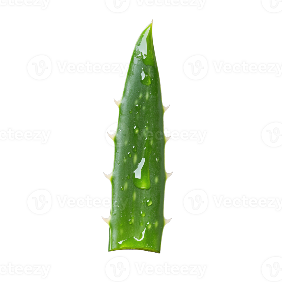 Aloe vera leaf segment with translucent gel on transparent background png