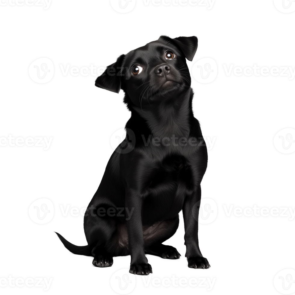 Cute black dog sitting attentively isolated on transparent background png