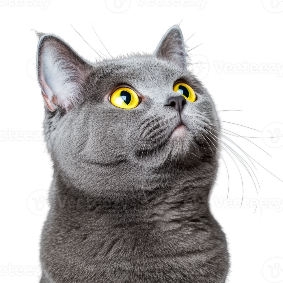 Close-up of gray cat with curious expression on transparent background png