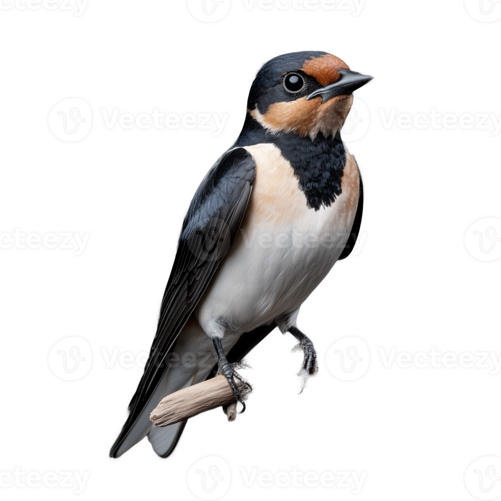 Swallow bird with distinctive plumage on transparent background png