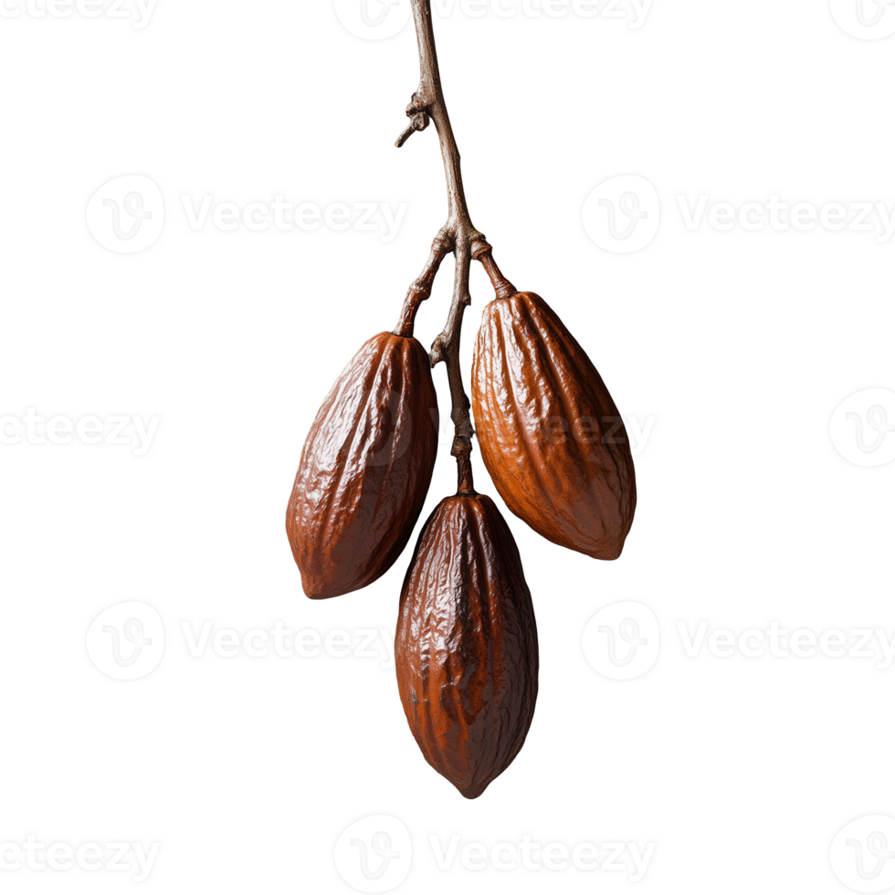 Cocoa pods hanging on branch on transparent background png