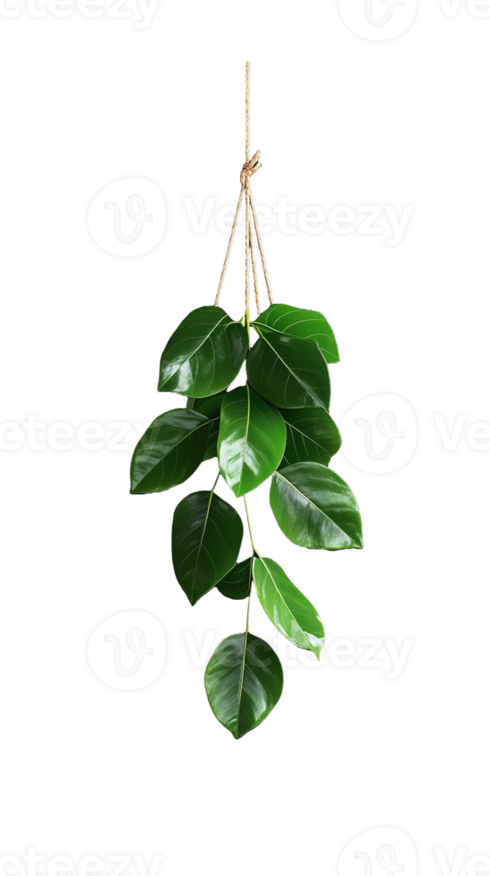 Hanging green leafy branch on transparent background png