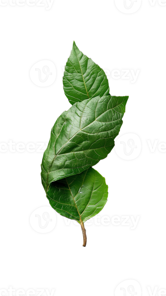 Fresh green leaf on transparent background png