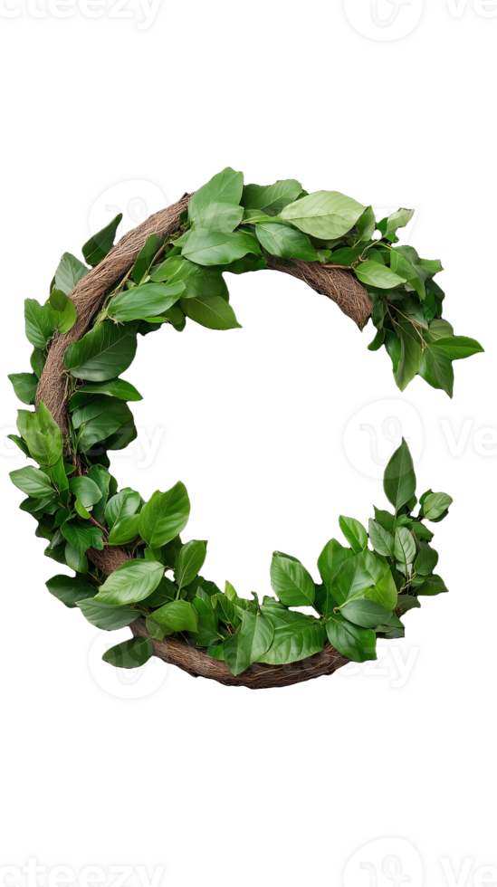 Wreath of green vines on transparent background png