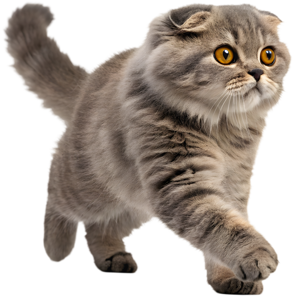 Transform Projects Using Running Cat Illusion Motion Clipart. . png