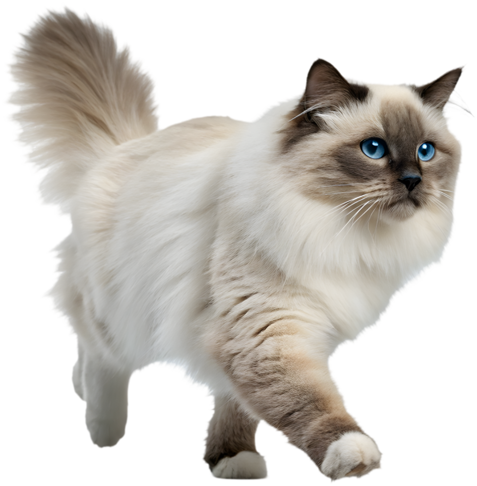 Smooth Running Cat Illusion for Unique Design Concepts. . png