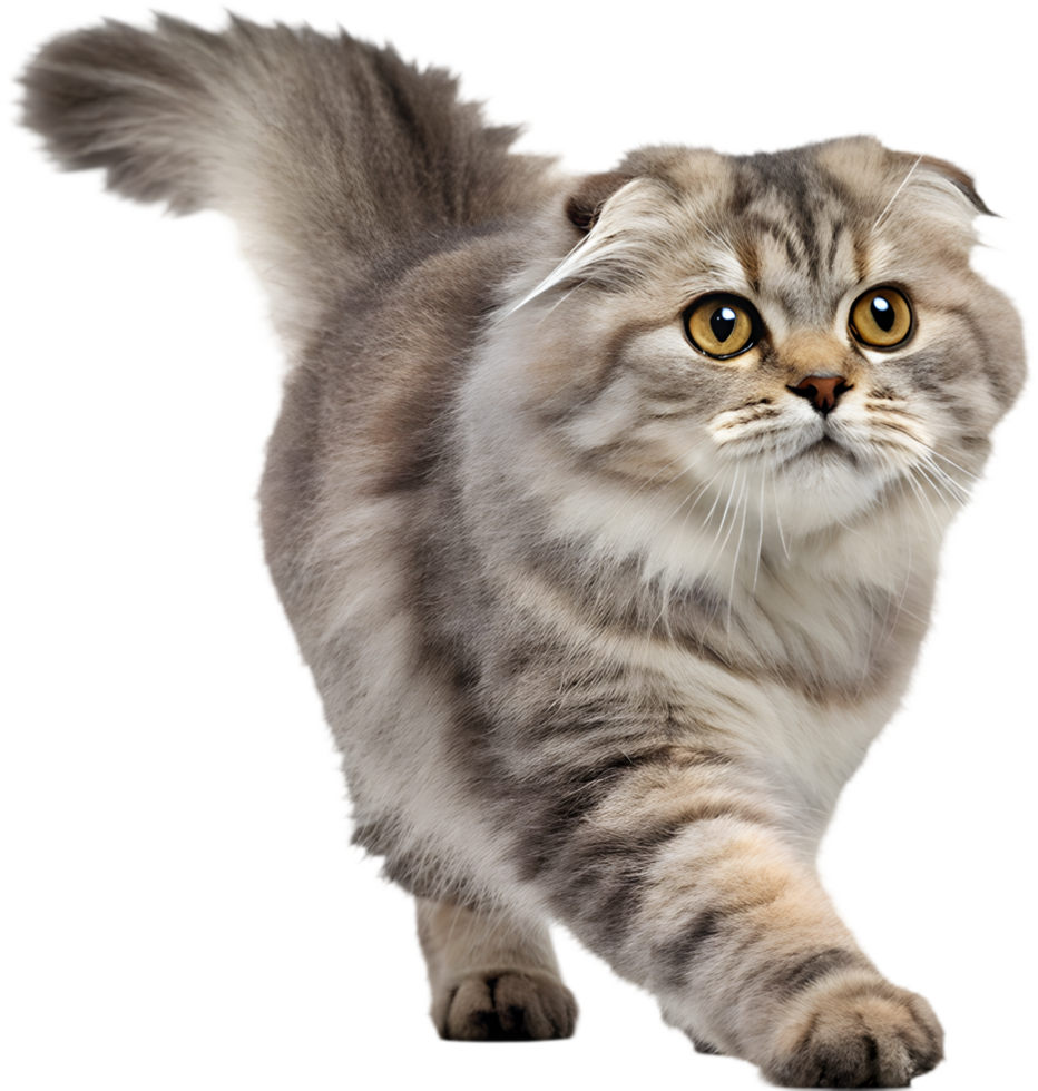 Realistic Cat Running Illusion Clipart for Animated Graphics. . png