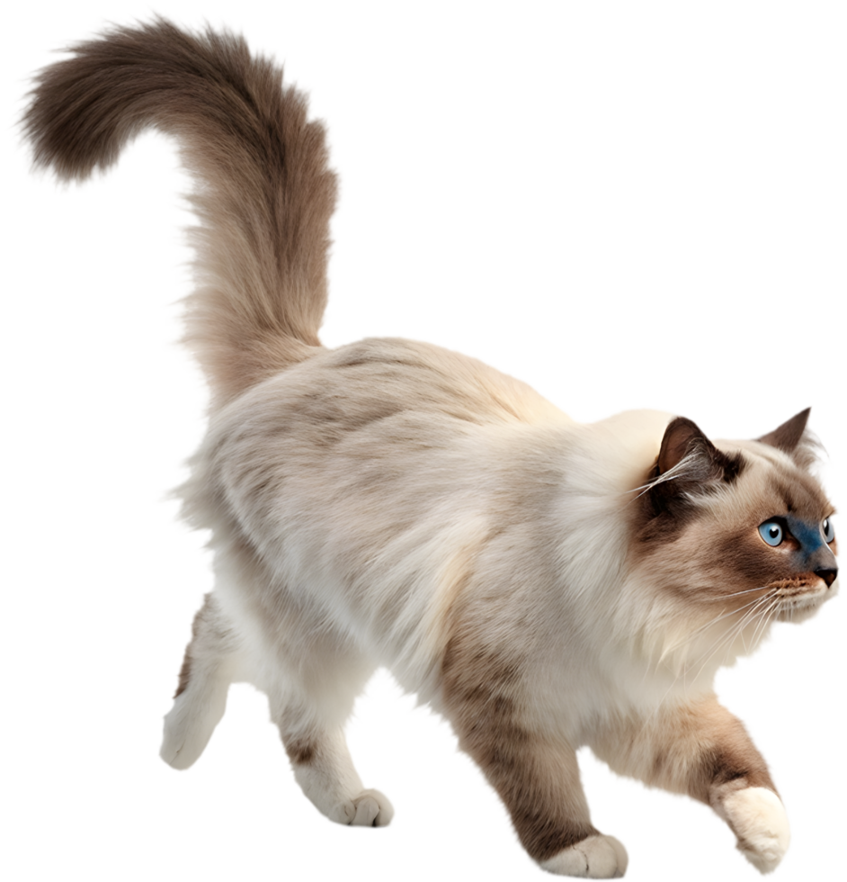 Lifelike Running Cat Illusion Clipart for Stunning Designs. . png