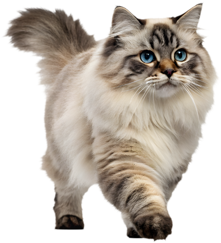 Realistic Cat Running Illusion Clipart for Motion Creatives. . png
