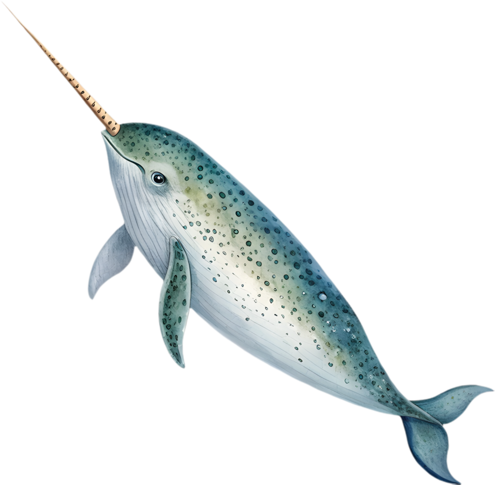 Narwhal Watercolor Clipart Adds Whimsical Style and Ocean Elegance. . png