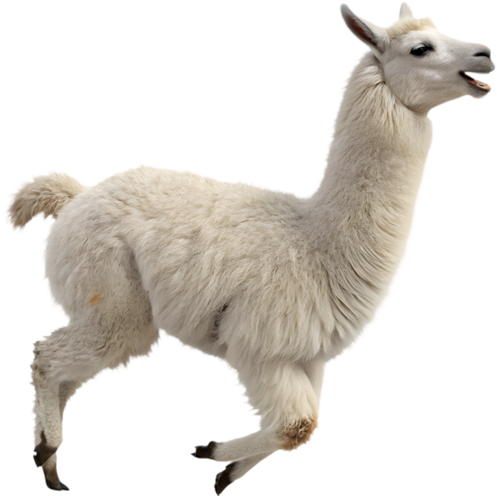 Cartoon Kawaii Llama Running in Clipart for Fun Digital Illustrations. . png
