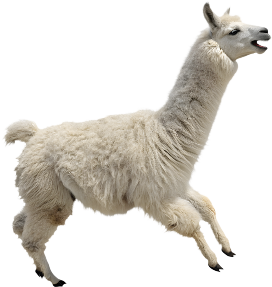 Cute Cartoon Llama Running Clipart with Joyful Expressions for Invitations. . png