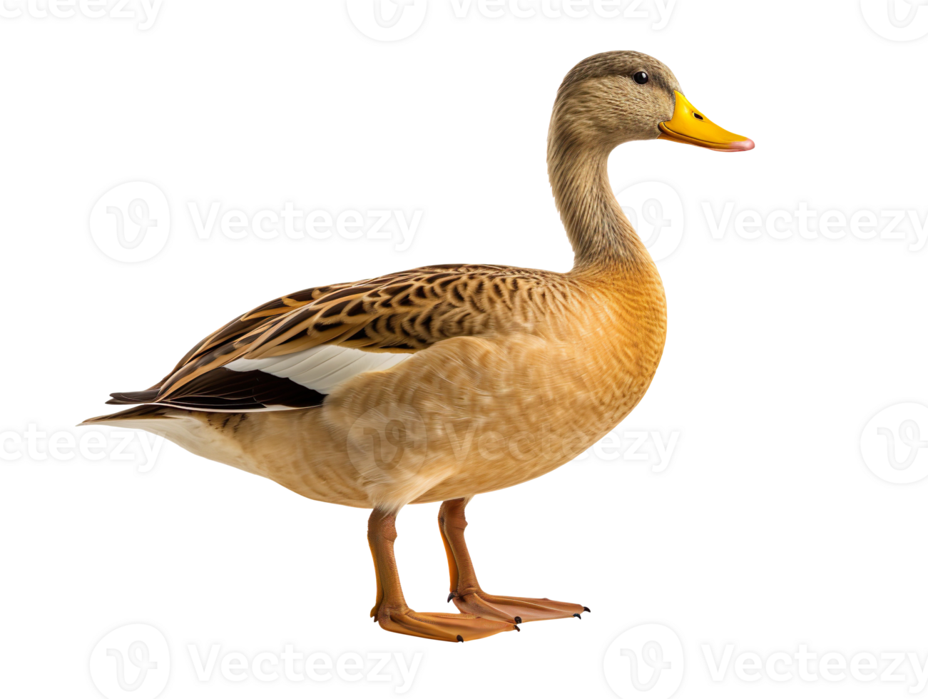 a duck isolated on transparent background png