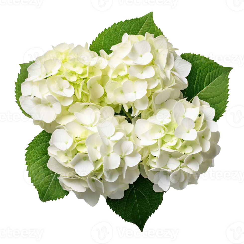 A hydrangea bush isolated on transparent background png
