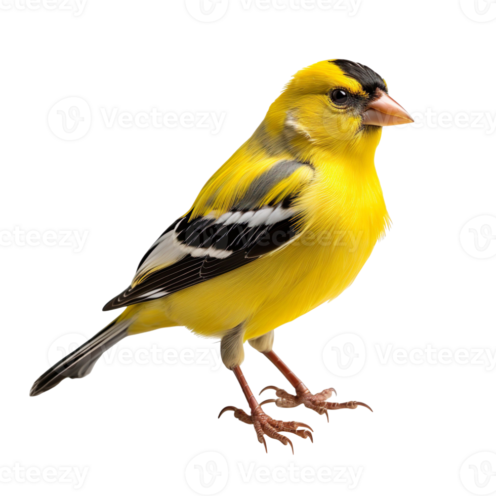 American Goldfinch bird isolated on transparent background png