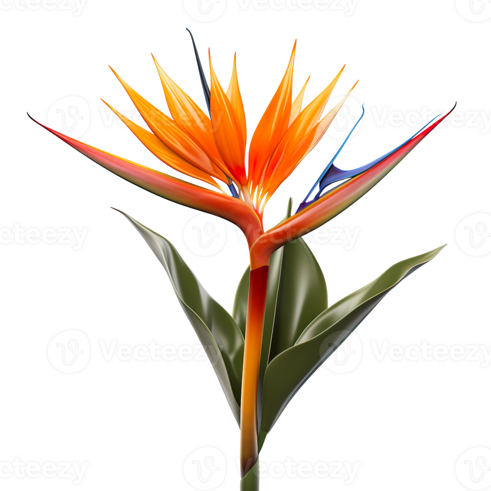 Bird of paradise flower isolated on transparent background png