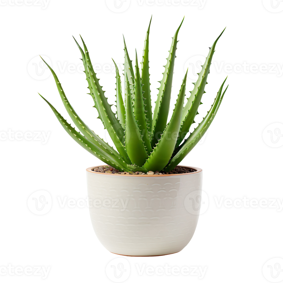Aloe Vera On Pot isolated on transparent background png