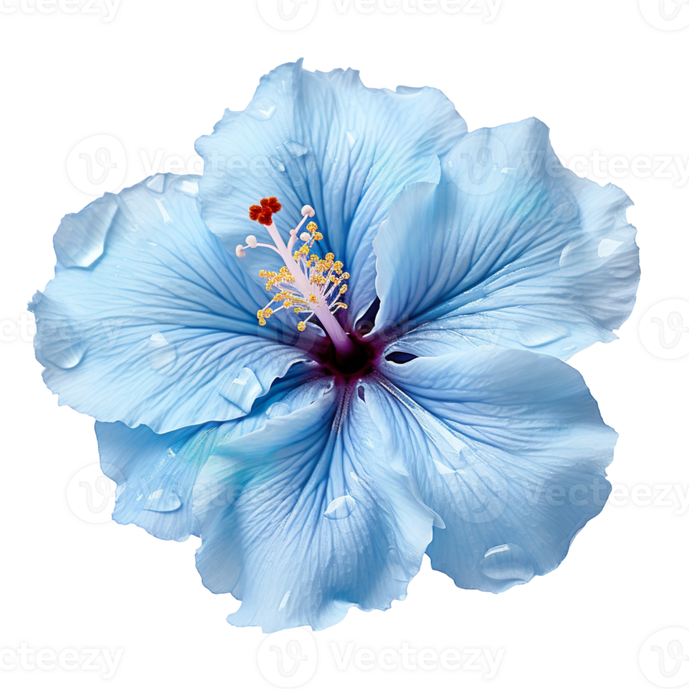 blue hibiscus flower isolated on transparent background png
