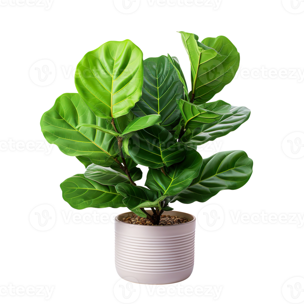 Fiddle Leaf Fig plant in a pot isolated on transparent background png