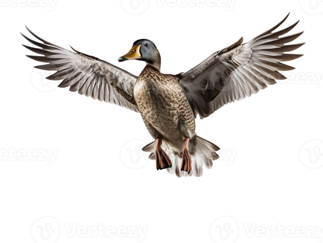 Flying duck isolated on transparent background png