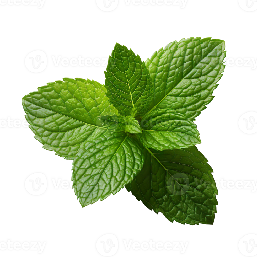 Fresh mint leaf isolated on transparent background png