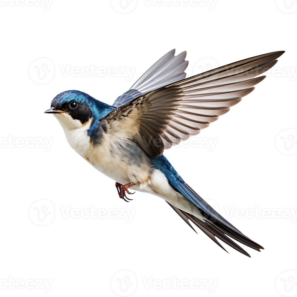 flying swallow isolated on transparent background png
