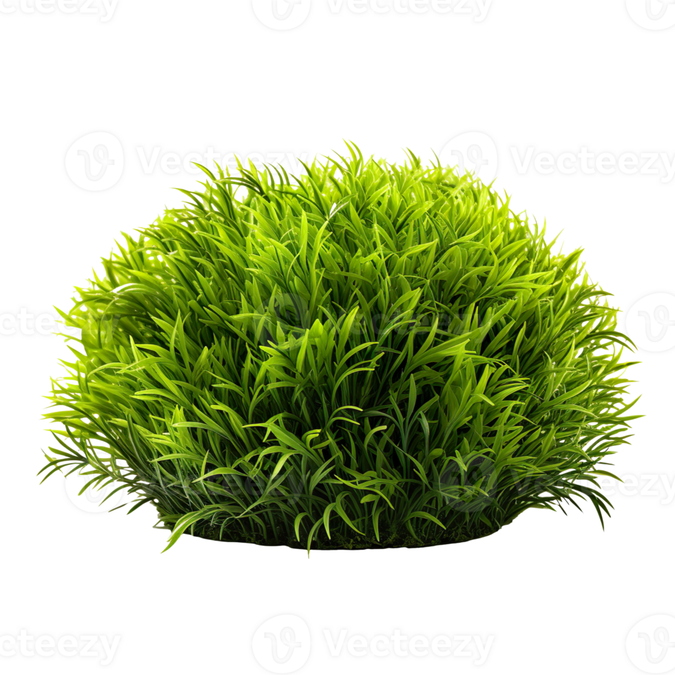 grass bush isolated on transparent background png
