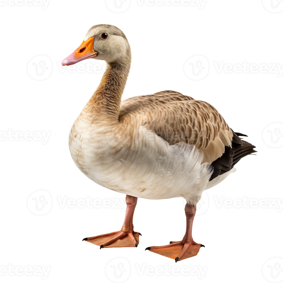 goose isolated on transparent background png