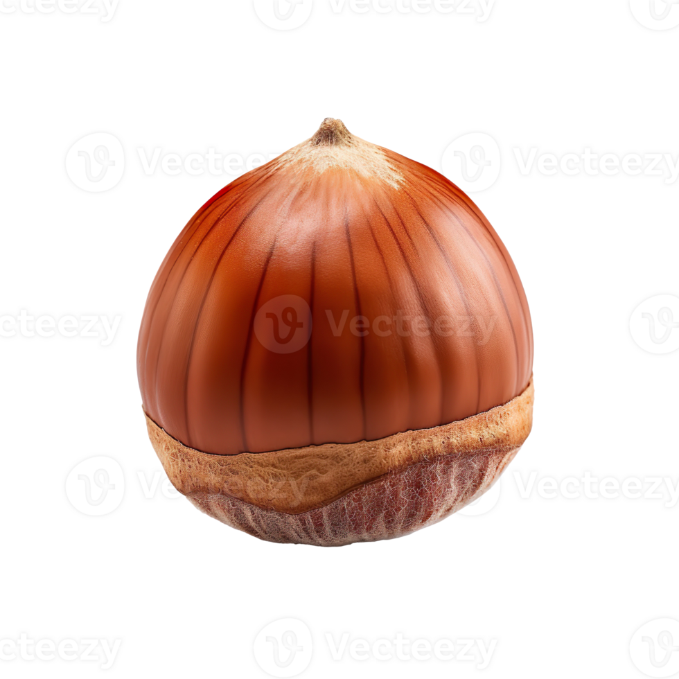 Hazelnut isolated on transparent background png