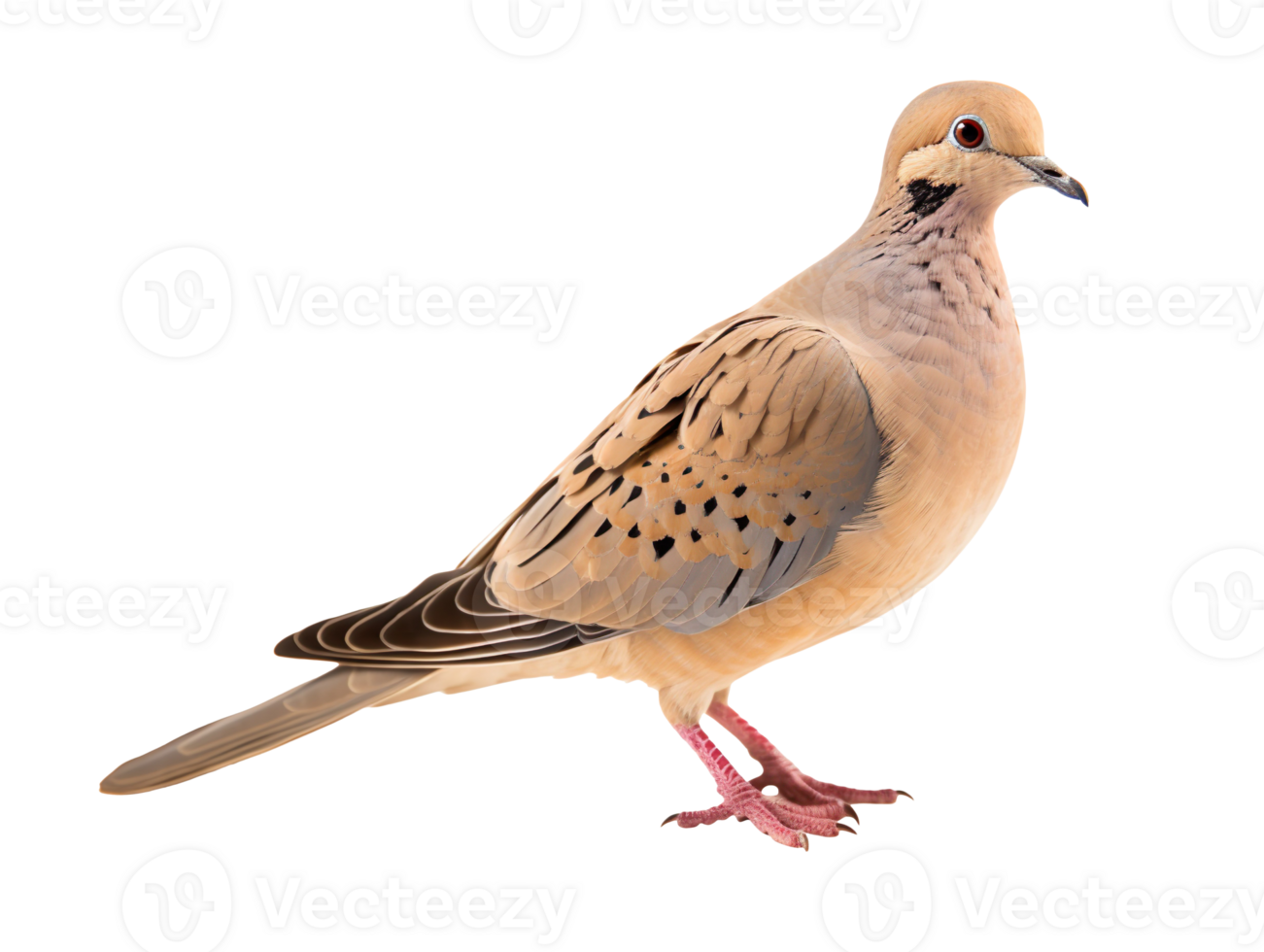 mourning dove bird isolated on transparent background png