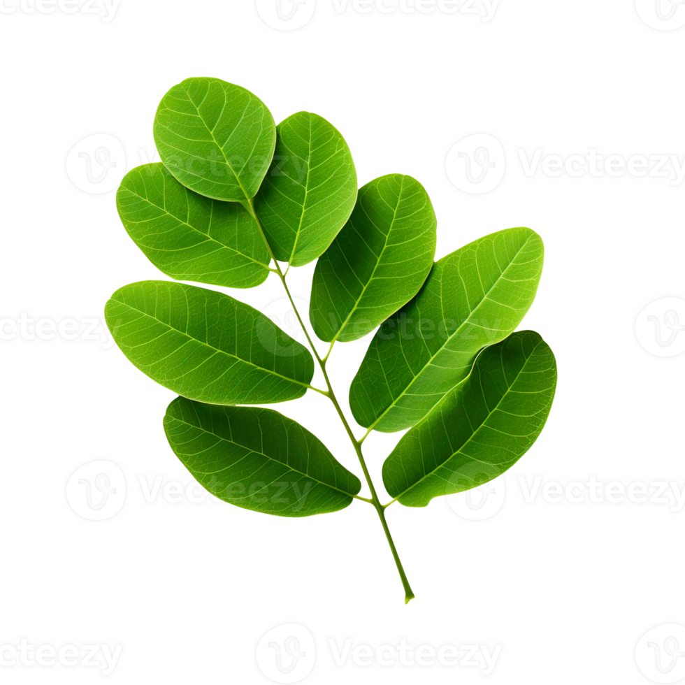 Moringa leaf isolated on transparent background png