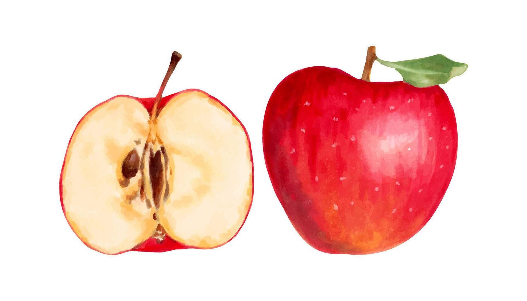 Red whole apple with half and a leaf. Illustration with watercolor and marker. Hand drawn isolated art. Botanical natural food fruits for food packaging, juices, summer garden. Harvesting vector