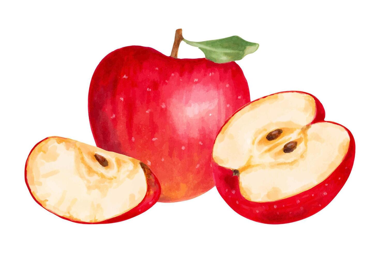 Fruit composition of whole, halves and leaf red apples. Botanical illustration in watercolor and marker. Hand drawn art isolated. Natural food product for packaging food, menus and juices vector