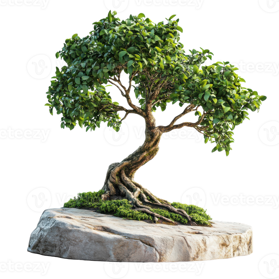 Stunning Isolated Bonsai Tree for Elegant Home Decor and Inspiration on transparent background png