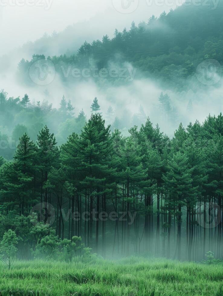 A forest with trees and fog in the background photo
