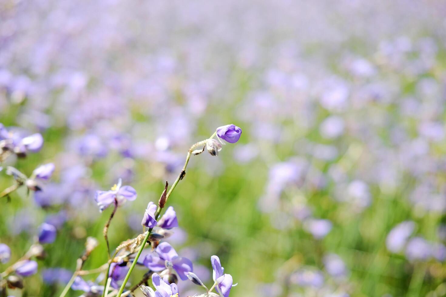 Blooming purple Murdannia Giganteum wildflower farm in meadow flower field in natural sunlight of garden. Copy space photo