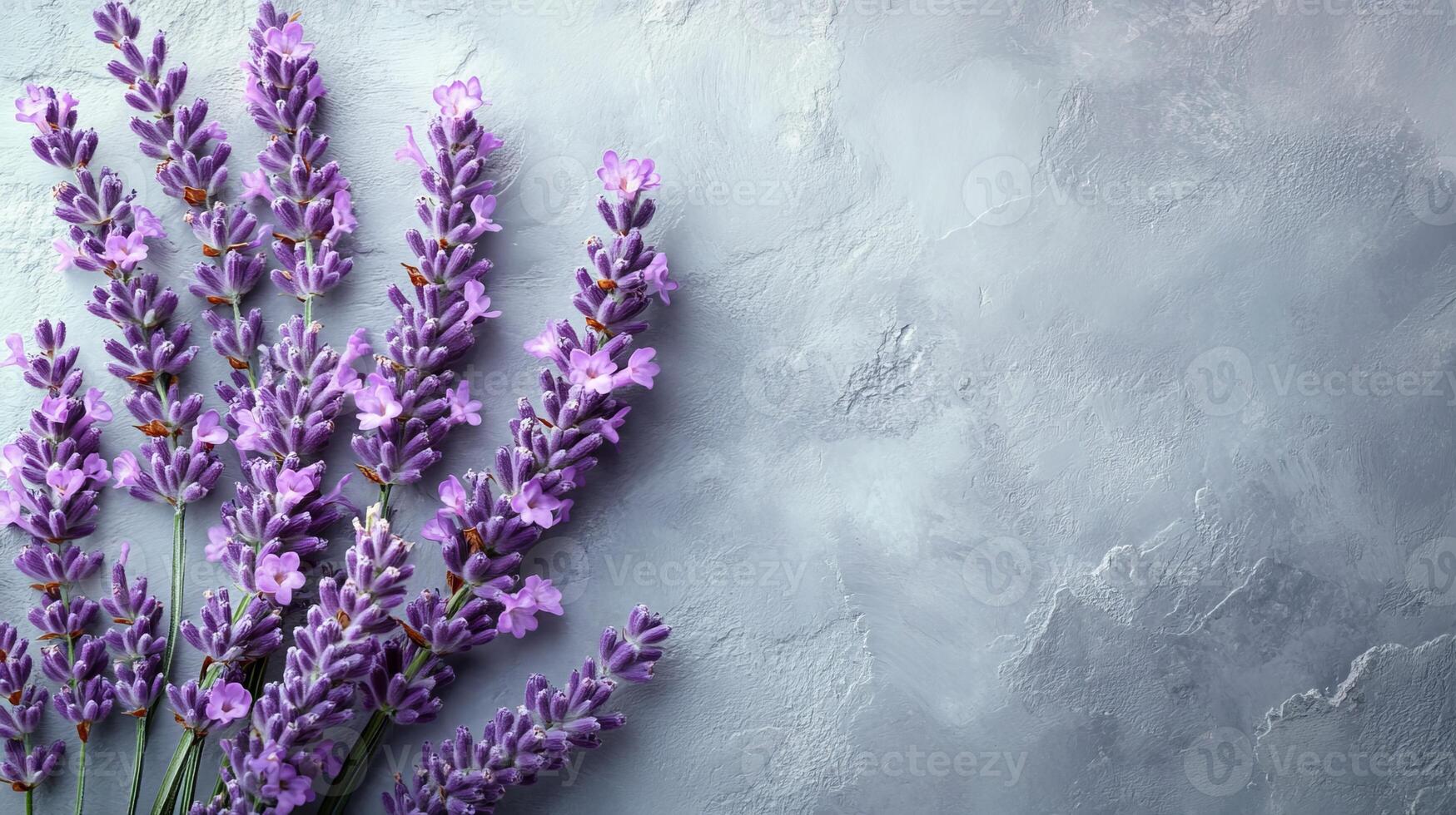 Lavender flowers on a gray background photo