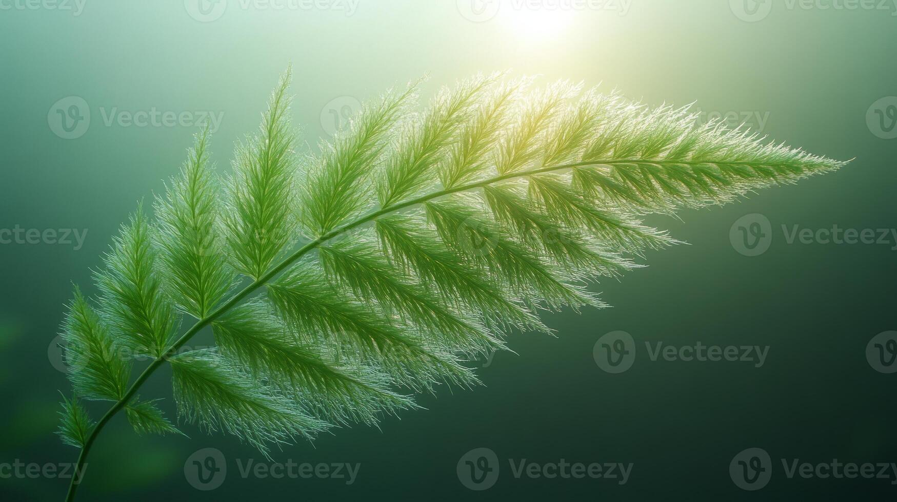 A fern leaf is shown in front of the sun photo