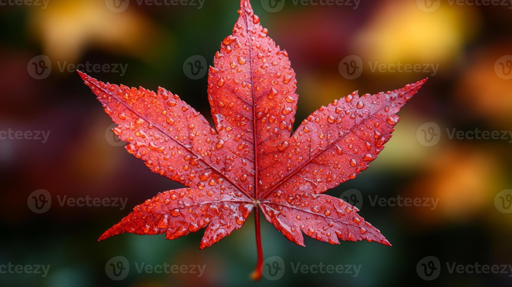 A red maple leaf with water droplets on it photo