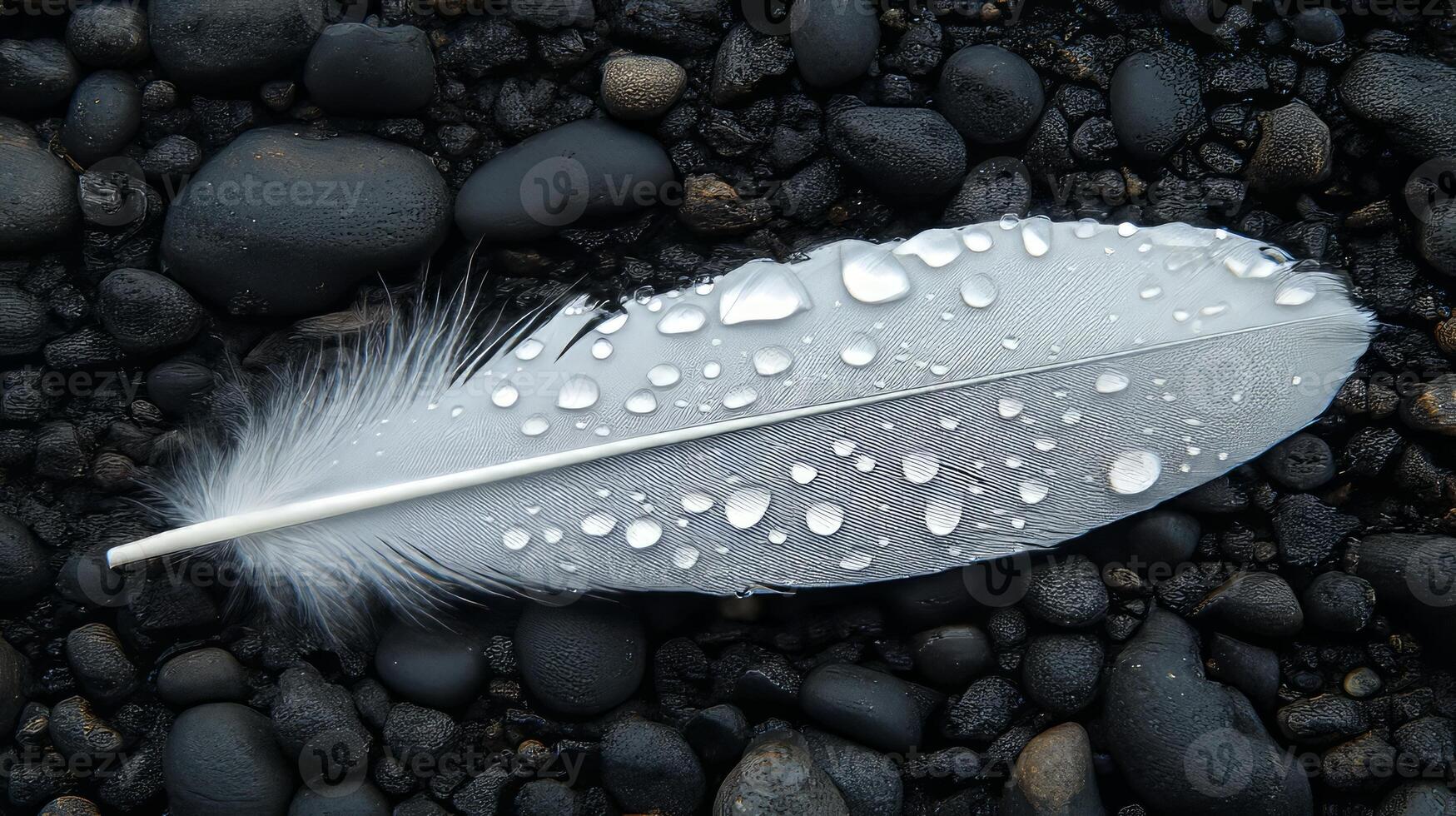 A white feather with water droplets on it laying on a black surface photo