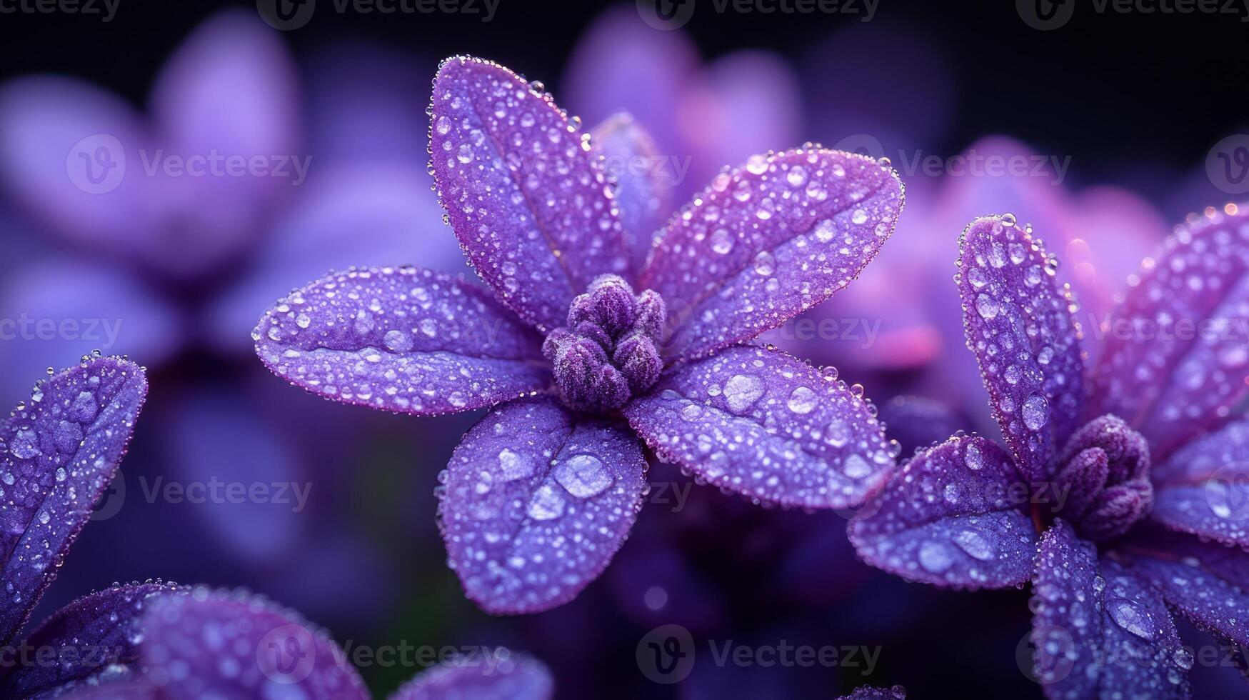 Purple flowers with water droplets on them photo