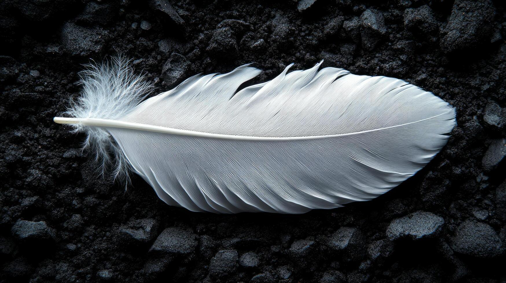 A white feather laying on top of black rocks photo