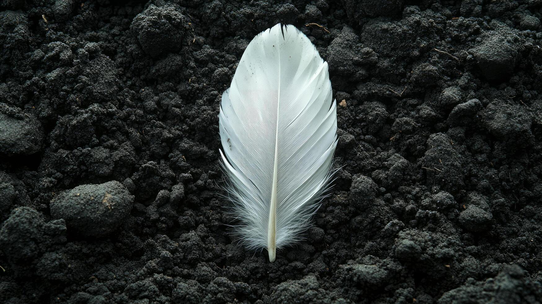 A white feather is laying on top of a black ground photo
